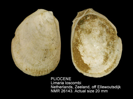 PLIOCENE Limaria loscombi.jpg - PLIOCENE Limaria loscombi (G.B.Sowerby,1823)